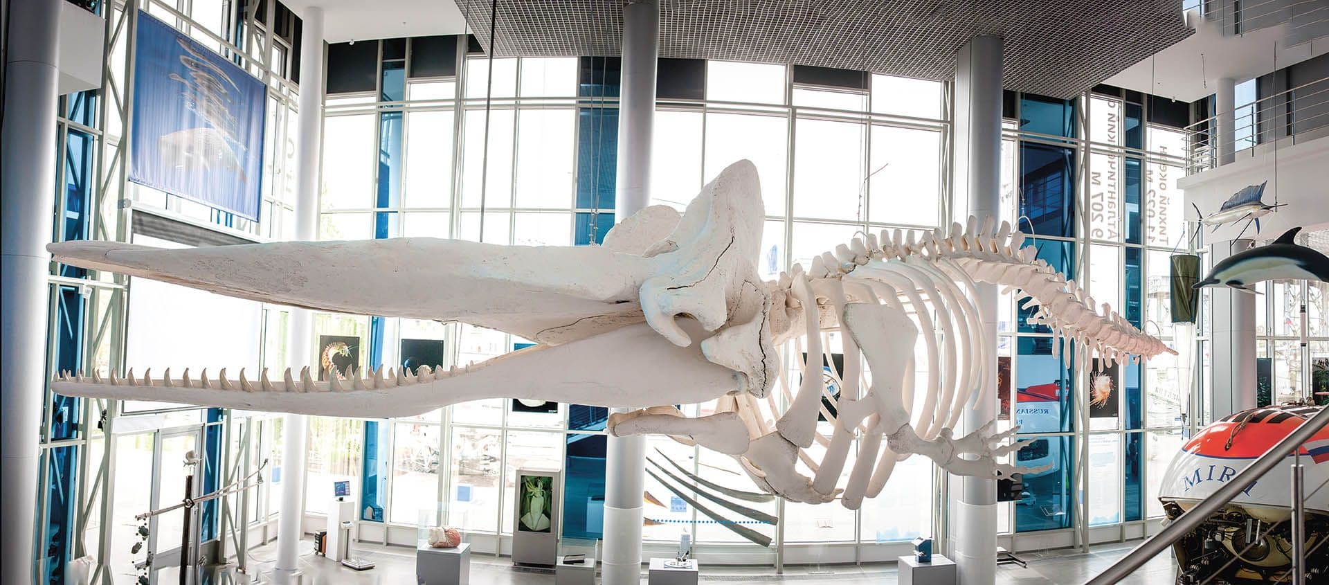 Музей Мирового океана